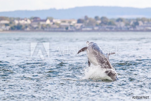 Picture of Happy playful wild dolphins breaching and jumping out of water while hunting for migrating atlantic salmon